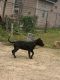 American Pit Bull Terrier Puppies for sale in 3225 Bertrand St, Houston, TX 77093, USA. price: NA
