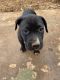 American Pit Bull Terrier Puppies for sale in Valdese, NC, USA. price: NA