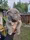 American Pit Bull Terrier Puppies for sale in Shelton, WA 98584, USA. price: NA