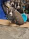 American Pit Bull Terrier Puppies for sale in 103 W 4th Ave, Hialeah, FL 33012, USA. price: NA