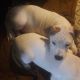 American Pit Bull Terrier Puppies for sale in Enfield, CT 06082, USA. price: $800