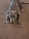 American Pit Bull Terrier Puppies for sale in Tampa, FL 33612, USA. price: NA