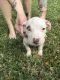 American Pit Bull Terrier Puppies for sale in Port Orange, FL, USA. price: $300