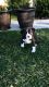 American Pit Bull Terrier Puppies for sale in Beaumont, CA, USA. price: NA