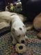 American Pit Bull Terrier Puppies for sale in Nebraska Panhandle, NE, USA. price: NA