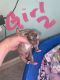 American Pit Bull Terrier Puppies for sale in Lititz, PA 17543, USA. price: NA