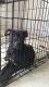 American Pit Bull Terrier Puppies for sale in Dalton, GA, USA. price: NA