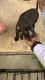 American Pit Bull Terrier Puppies for sale in High Point, NC, USA. price: NA