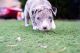 American Pit Bull Terrier Puppies for sale in Parker, CO, USA. price: $800