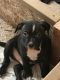 American Pit Bull Terrier Puppies for sale in Severance, CO, USA. price: NA