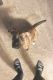 American Pit Bull Terrier Puppies for sale in Estero Pkwy, Estero, FL, USA. price: $450