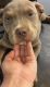 American Pit Bull Terrier Puppies for sale in Talladega, AL 35160, USA. price: NA