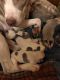 American Pit Bull Terrier Puppies for sale in Saginaw, MI, USA. price: $150