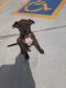 American Pit Bull Terrier Puppies for sale in St. George, UT, USA. price: NA
