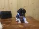 American Pit Bull Terrier Puppies for sale in Chillicothe, OH 45601, USA. price: NA