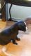American Pit Bull Terrier Puppies for sale in Stephenville, TX 76401, USA. price: NA