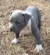 American Pit Bull Terrier Puppies for sale in California City, CA, USA. price: $500
