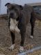 American Pit Bull Terrier Puppies for sale in Racine, WI, USA. price: NA