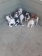 American Pit Bull Terrier Puppies for sale in Fishers, IN 46038, USA. price: NA