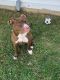 American Pit Bull Terrier Puppies for sale in Port Tobacco, MD 20677, USA. price: NA