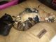 American Pit Bull Terrier Puppies for sale in Panama City, FL, USA. price: NA