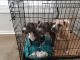 American Pit Bull Terrier Puppies for sale in Willard, Union, NC 28478, USA. price: NA