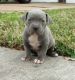 American Pit Bull Terrier Puppies for sale in 1301 Robinson St, El Dorado, AR 71730, USA. price: NA