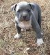 American Pit Bull Terrier Puppies for sale in Alameda, CA, USA. price: NA