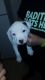 American Pit Bull Terrier Puppies for sale in Milwaukee, WI 53215, USA. price: NA