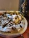 American Pit Bull Terrier Puppies for sale in Marietta, GA 30062, USA. price: NA