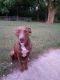 American Pit Bull Terrier Puppies for sale in Sherman, TX, USA. price: $100