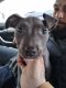 American Pit Bull Terrier Puppies for sale in Bethlehem, PA, USA. price: NA