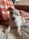 American Pit Bull Terrier Puppies for sale in Des Moines, WA, USA. price: NA