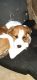 American Pit Bull Terrier Puppies for sale in 1037 E Ohio Ave, Escondido, CA 92025, USA. price: NA