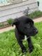 American Pit Bull Terrier Puppies for sale in Lansing, MI, USA. price: $450
