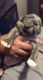 American Pit Bull Terrier Puppies for sale in McDonough, GA, USA. price: $400