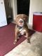 American Pit Bull Terrier Puppies for sale in Kankakee, IL 60901, USA. price: NA