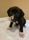 American Pit Bull Terrier Puppies for sale in Monroe, NC, USA. price: $600