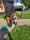 American Pit Bull Terrier Puppies for sale in Milton, WI 53563, USA. price: NA