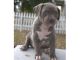 American Pit Bull Terrier Puppies for sale in Union, NJ, USA. price: NA