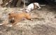 American Pit Bull Terrier Puppies for sale in Interlachen, FL 32148, USA. price: NA