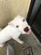 American Pit Bull Terrier Puppies for sale in Oakland, CA, USA. price: $800