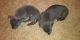 American Pit Bull Terrier Puppies for sale in Salisbury, NC, USA. price: NA