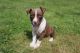 American Pit Bull Terrier Puppies for sale in Kelso, WA, USA. price: NA
