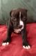 American Pit Bull Terrier Puppies for sale in Fort Lauderdale, FL, USA. price: $450