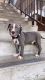 American Pit Bull Terrier Puppies for sale in Laurel, MD, USA. price: NA