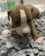 American Pit Bull Terrier Puppies for sale in Greenville, NC, USA. price: $450