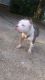 American Pit Bull Terrier Puppies for sale in 1401 Juniper St, LaGrange, GA 30240, USA. price: NA