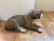 American Pit Bull Terrier Puppies for sale in Davie, FL, USA. price: NA