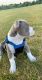 American Pit Bull Terrier Puppies for sale in Zion, IL 60099, USA. price: NA
